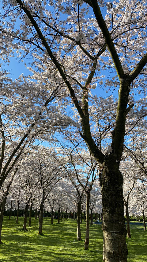 babiepeach onlyfans leaked picture 1