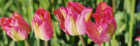 flatlacroix onlyfans leaked picture 1