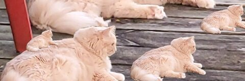 skilfan onlyfans leaked picture 1