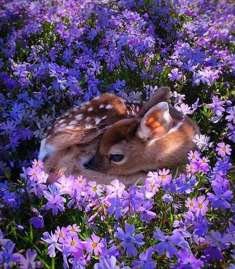 ts_lilac_nude onlyfans leaked picture 1